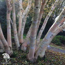 Берёза Эрмана Вайт Чоколат