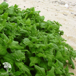 Шпинат Новозеландский