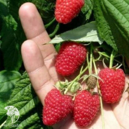 Малина ремонтантная Красная Гвардия