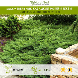Можжевельник казацкий Рокери Джем