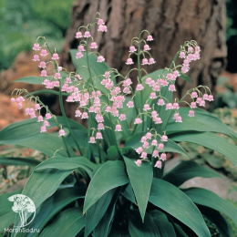  Ландыш майский Розеа