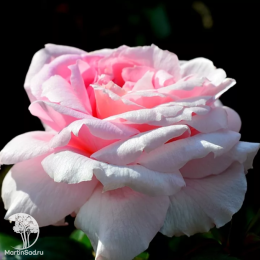 Роза канадская Ламберт Клосс