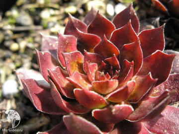 Фото Молодило Шадоу