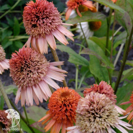 Эхинацея Суприм Канталупе