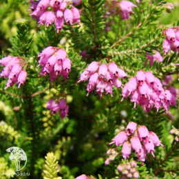 Брукенталия остролистная (шиловидная) Руди