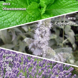 Набор для чая мята обыкновенная + мята Серебристая + лаванда Дварф Блю