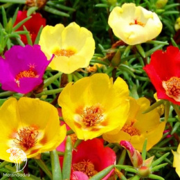 Портулак Солнечная принцесса серия Элитная клумба