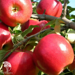 Яблоня Раннее Алое