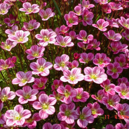 Saxifraga arendsii Scenic Камнеломка Арендса Сценик