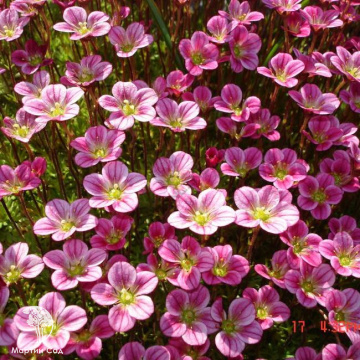 Фото Saxifraga arendsii Scenic Камнеломка Арендса Сценик