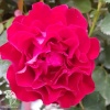 Роза чайно-гибридная Букет Королевы на штамбе фото 2 