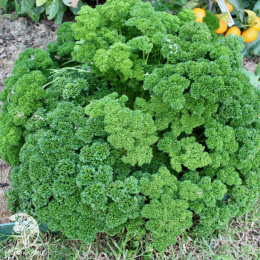 Петрушка кудрявая Парслей