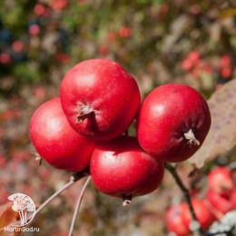 Сверхвыгодный комплект! Яблоня Байя Мариса + опылитель яблоня Райка