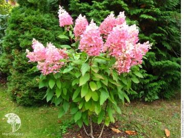 Фото Гортензия метельчатая Ангел Блаш