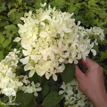 Фото Гортензия метельчатая Дентель де Горрон