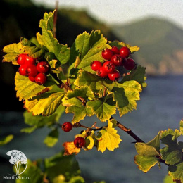 Боярышник Максимовича