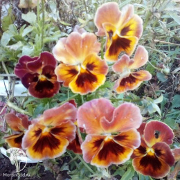 Виола Фламенко терракотовая F1 Виттрока (Анютины глазки) серия Фараон