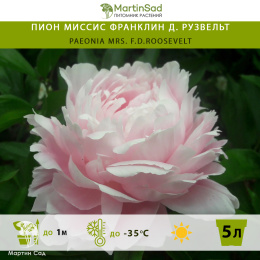 Пион Миссис Франклин Д. Рузвельт