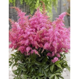 Astilbe hybrid Raspberry Астильба гибридная Распберри