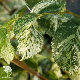 Граб обыкновенный Фолис Аргентеовариегата Пендула