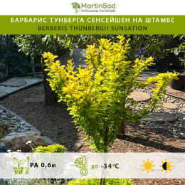 Барбарис Тунберга Сенсейшен на штамбе