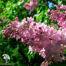 Сирень обыкновенная Жемчужина