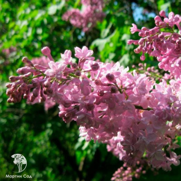Фото Сирень обыкновенная Жемчужина