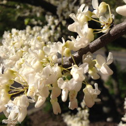 Церцис канадский Роял Вайт