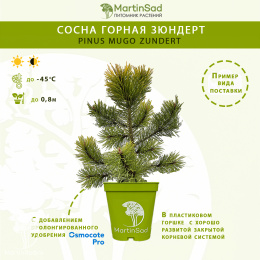 Сосна горная Зюндерт