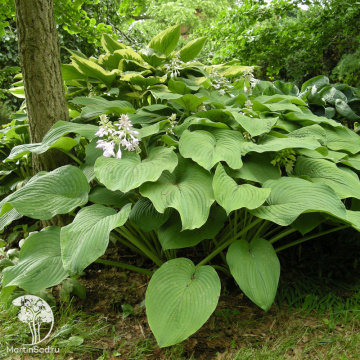 Фото Хоста Кингсайз