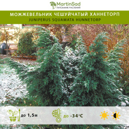 Можжевельник чешуйчатый Ханнеторп