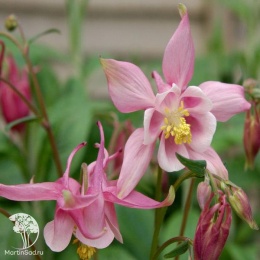 Aquilegia vulgaris Winky Rose Rose Аквилегия Винки Роуз Роуз