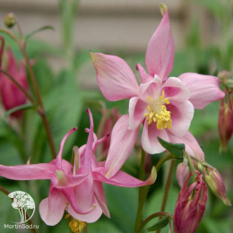 Aquilegia vulgaris Winky Rose Rose Аквилегия Винки Роуз Роуз