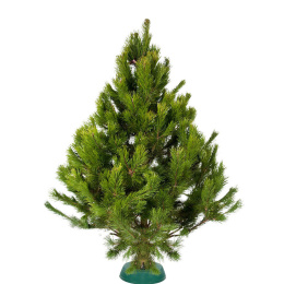 Сосна Русская срезанная