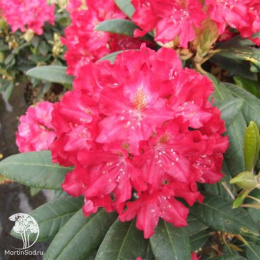  Рододендрон гибридный Казимир Вилки / Роял Скарлет