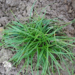 Carex glauca Осока сизая