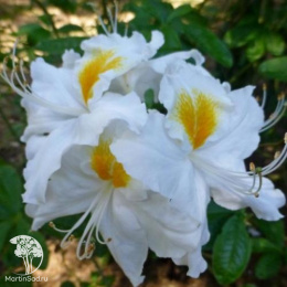 Азалия крупноцветковая  Шнееголд