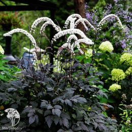 Цимицифуга Блэк Неглиже