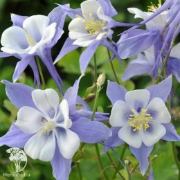Aquilegia caerulea Kirigami Deep Blue and White Аквилегия голубая Киригами Дип Блю энд Уайт