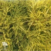Кипарисовик горохоплодный Филифера Ауреа Нана фото 3 