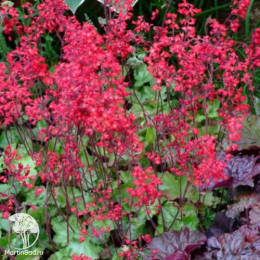 Сверхвыгодный микс! Гейхера Рэд Лайтинг + Гейхера Лехткафер + Гейхера Паприка