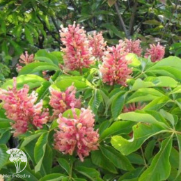 Каштан конский павия Хумилис на штамбе