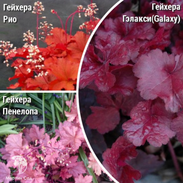 Фото Сверхвыгодный микс! Гейхера Рио + Гейхера Гэлакси + Гейхера Пенелопа