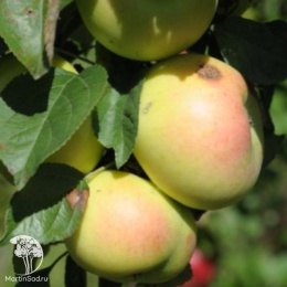 Яблоня колоновидная вкусная 3
