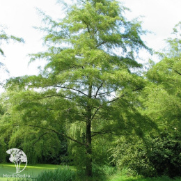 Ольха черная Лациниата