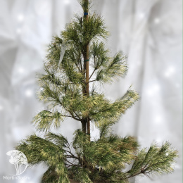 Сосна новогодняя Окулус-драконис 100-120 см