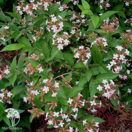 Абелия мосанская