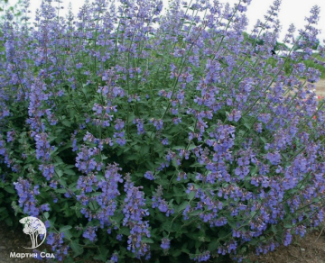 Фото Nepeta faassenii Six Hills Giant Gold Котовника Фассена Сикс Хиллс Джайант Голд