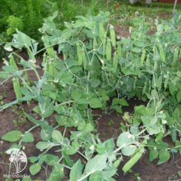 Горох Воронежский зеленый 