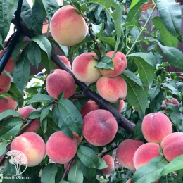 Персик Ветеран